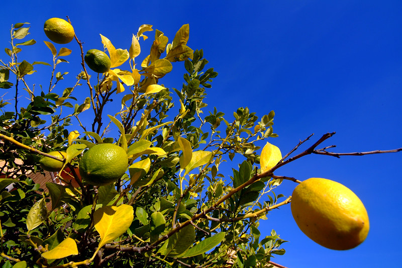 limonero hermoso, como hacer que de limones, limonero cuidado, abono para limonero